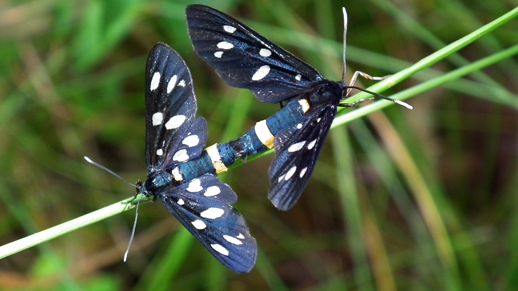 Oblaczek granatek (Amata phegea)
