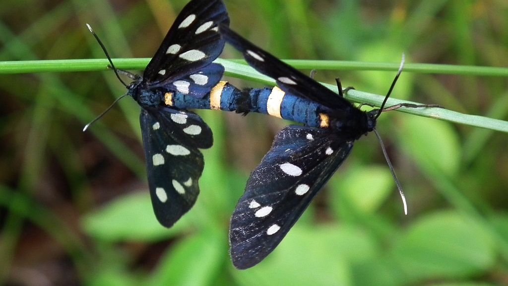 Oblaczek granatek (Amata phegea)