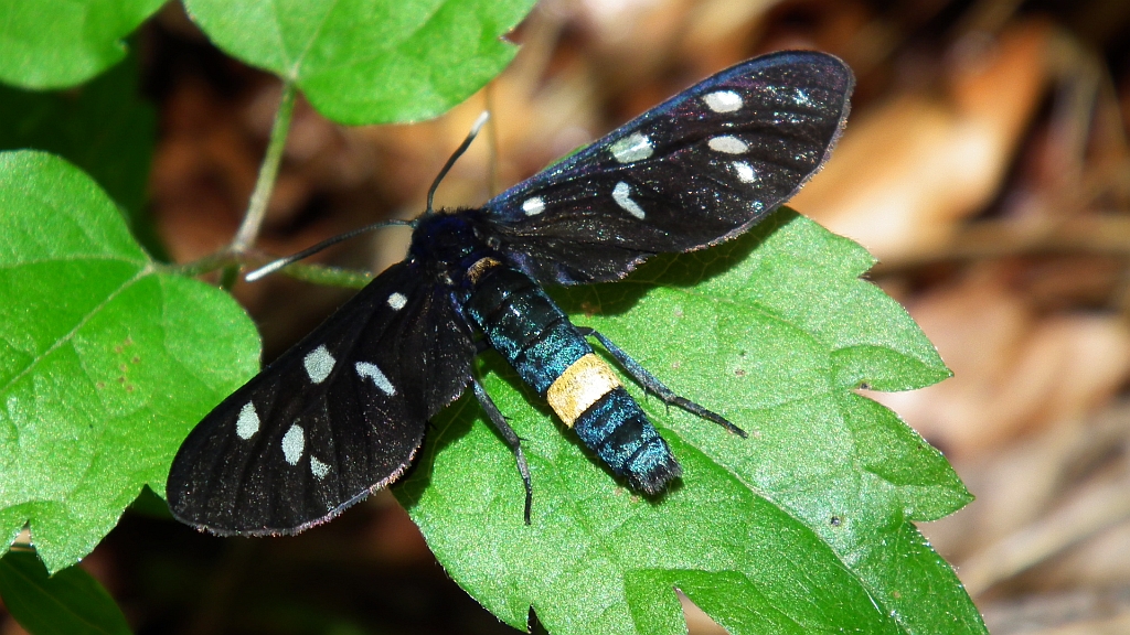 Oblaczek granatek (Amata phegea)