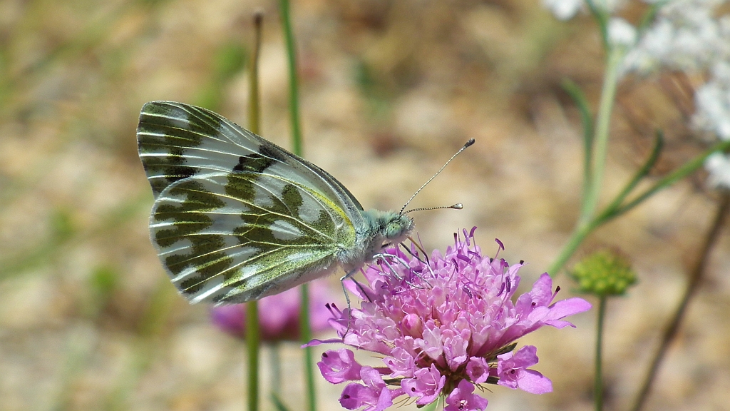 Bielinek rukiewnik (Pontia edusa)