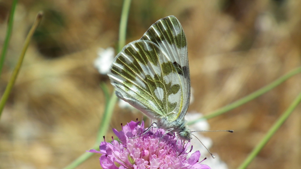 Bielinek rukiewnik (Pontia edusa)