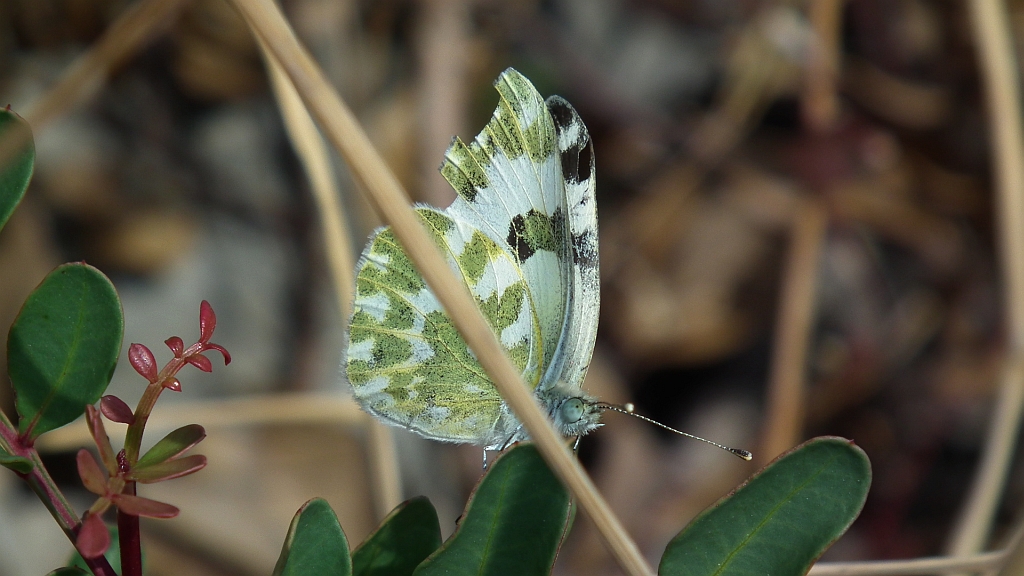 Bielinek rukiewnik (Pontia edusa)