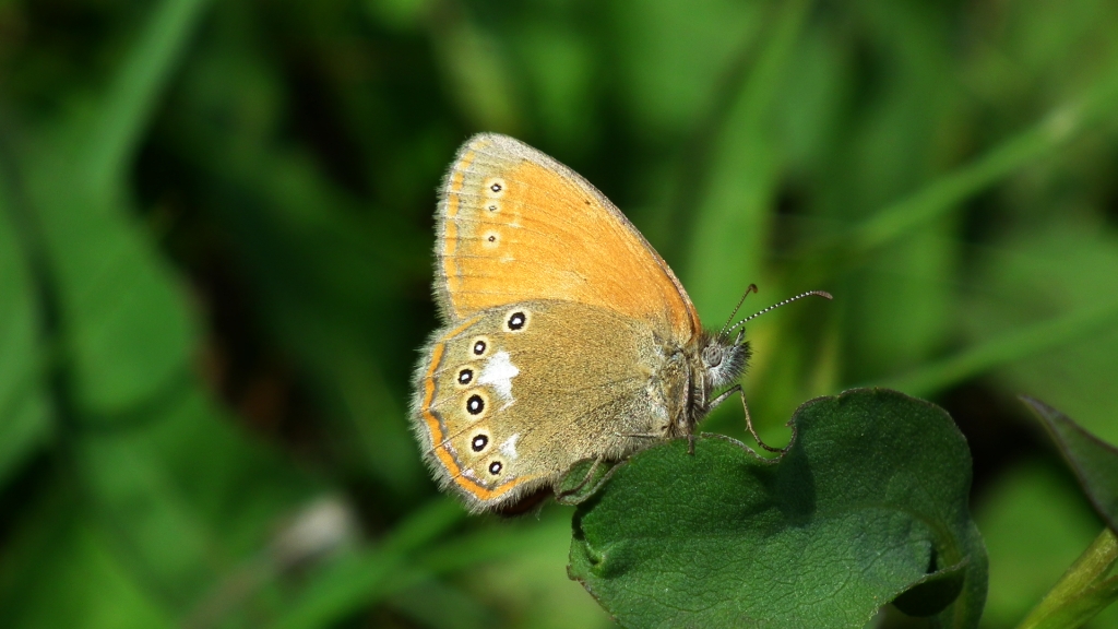 Strzępotek glicerion (Coenonympha glycerion glycerion)