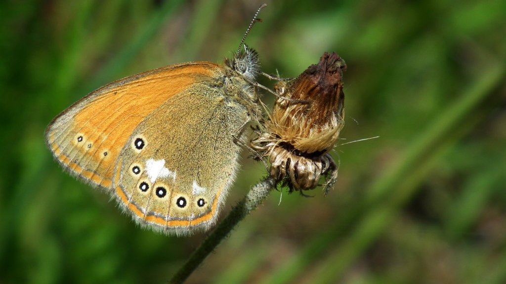 Strzępotek glicerion (Coenonympha glycerion glycerion)