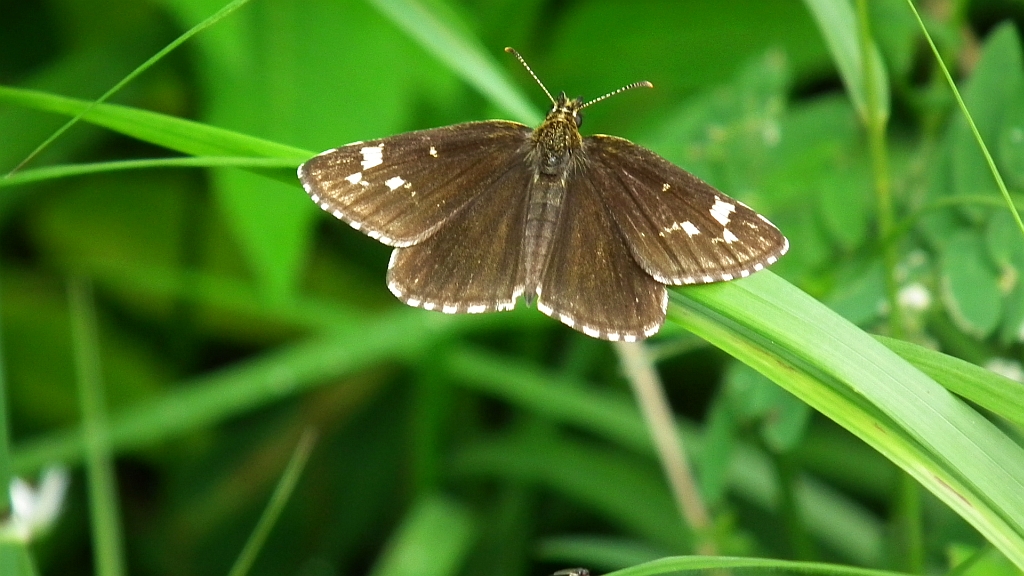 Rojnik morfeusz (Heteropterus morpheus)