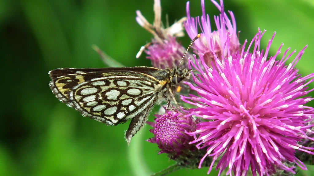 Rojnik morfeusz (Heteropterus morpheus)