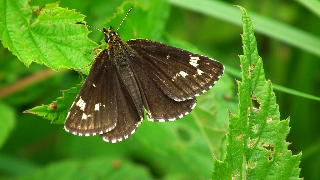 Rojnik morfeusz (Heteropterus morpheus)