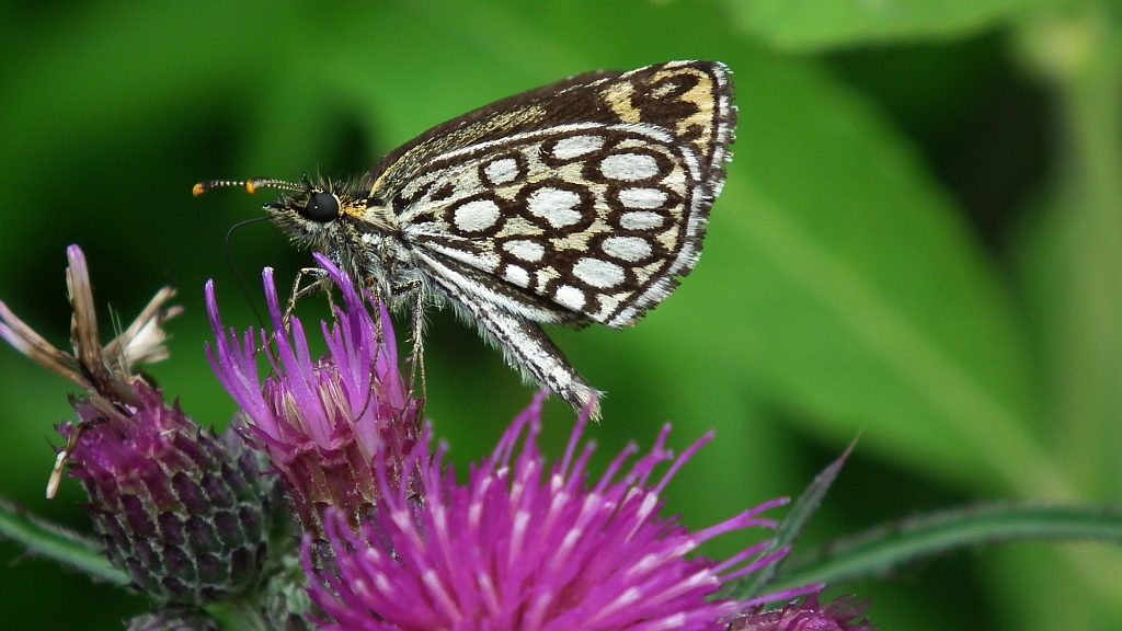 Rojnik morfeusz (Heteropterus morpheus)