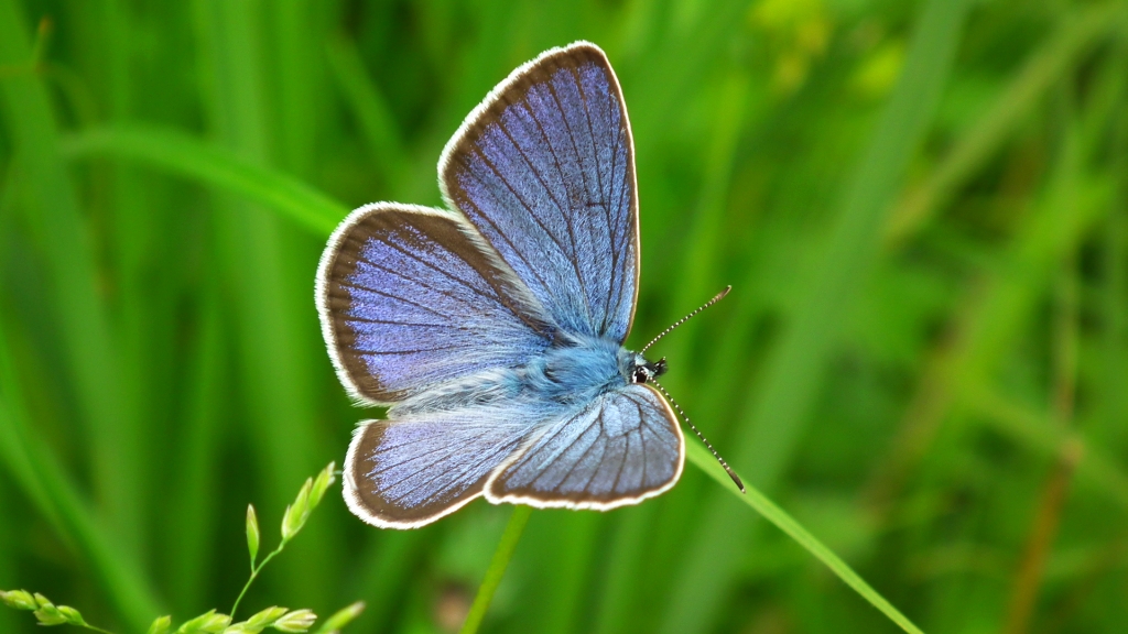 Modraszek semiargus (Polyommatus semiargus)