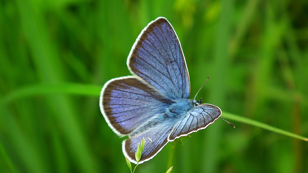 Modraszek semiargus (Polyommatus semiargus)