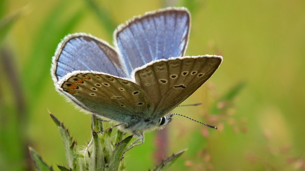 Modraszek amandus (Polyommatus amandus)