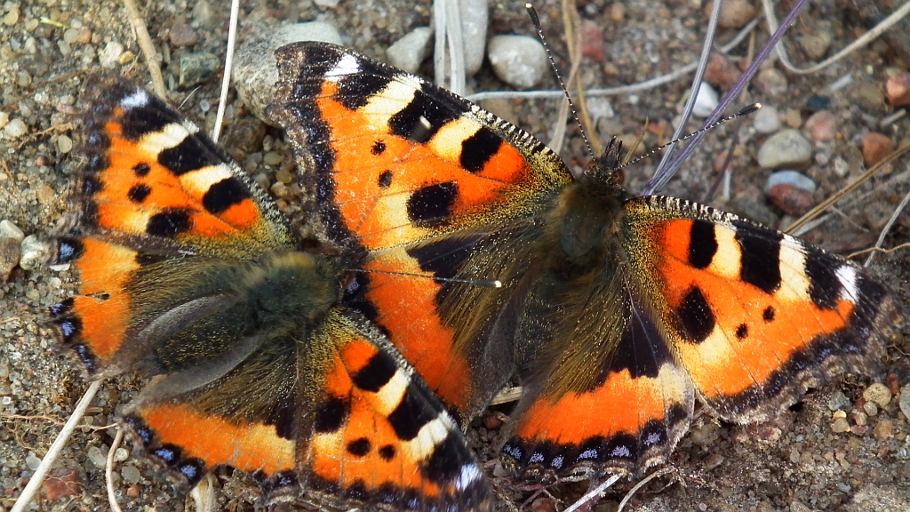 Rusałka pokrzywnik (Algais urticae)