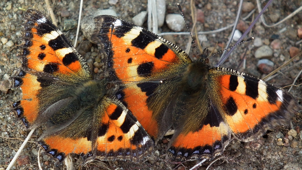 Rusałka pokrzywnik (Algais urticae)
