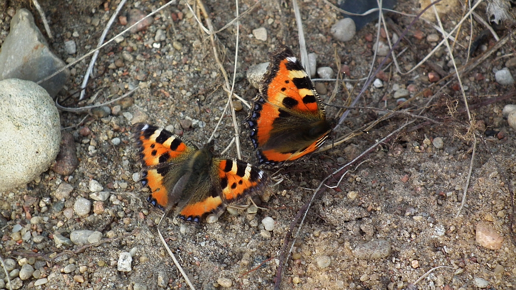 Rusałka pokrzywnik (Algais urticae)