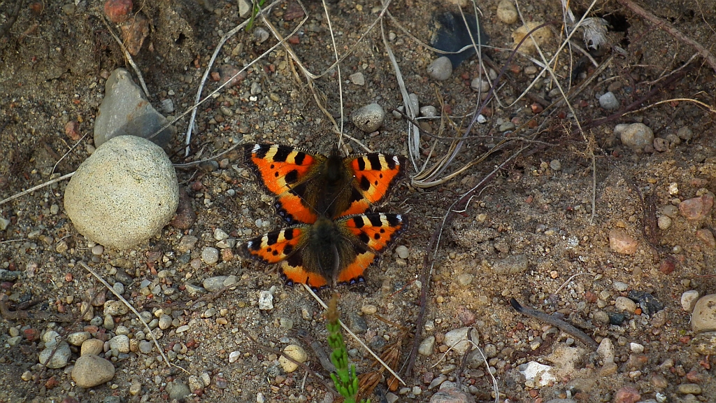 Rusałka pokrzywnik (Algais urticae)