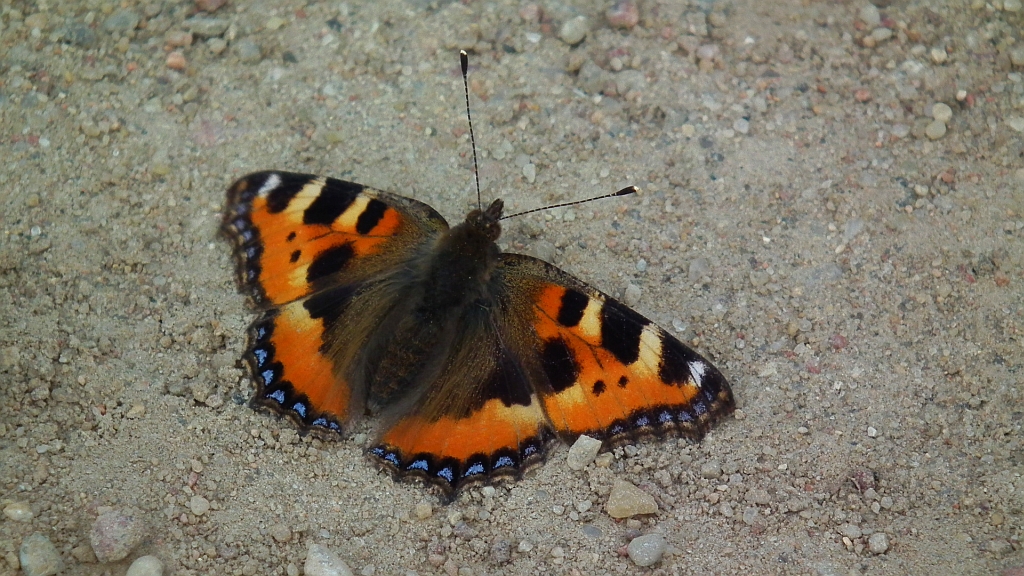 Rusałka pokrzywnik (Algais urticae)