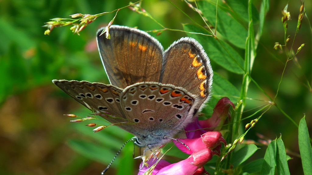 Modraszek srebroplamek (Plebeius argyrognomon)