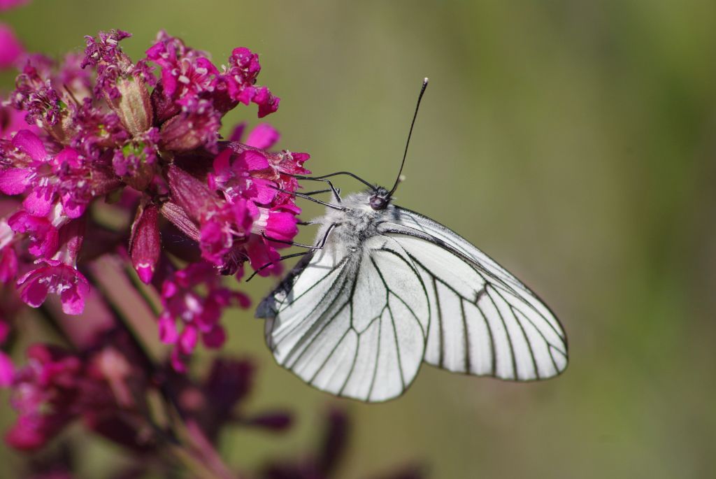 Niestrzęp głogowiec (Aporia crataegi)