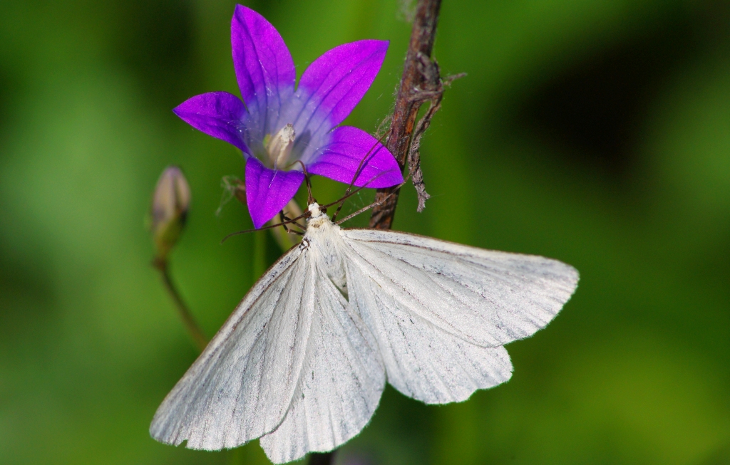 Dyblik liniaczek (Siona lineata)