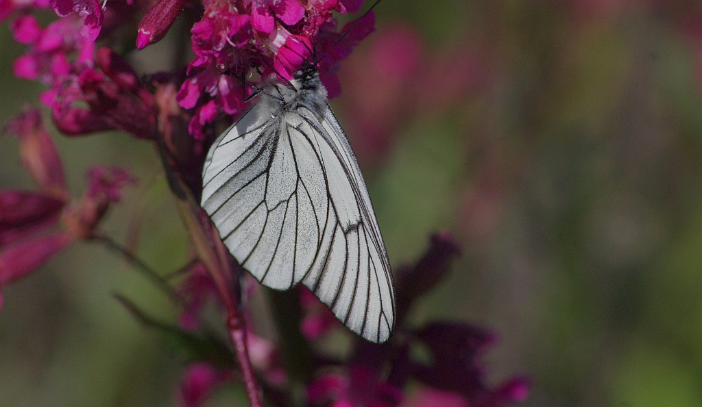Niestrzęp głogowiec (Aporia crataegi)