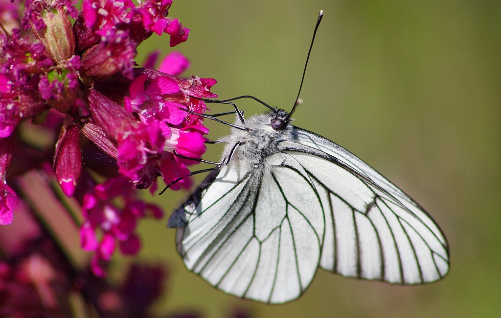 Niestrzęp głogowiec (Aporia crataegi)