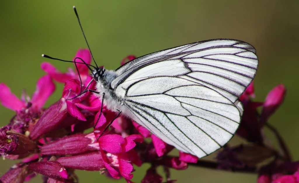 Niestrzęp głogowiec (Aporia crataegi)