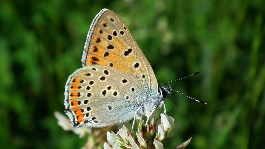 Czerwończyk zamgleniec (Lycaena alciphron)