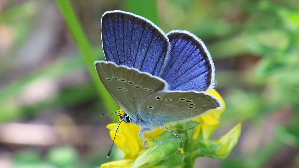 Modraszek semiargus (Polyommatus semiargus)
