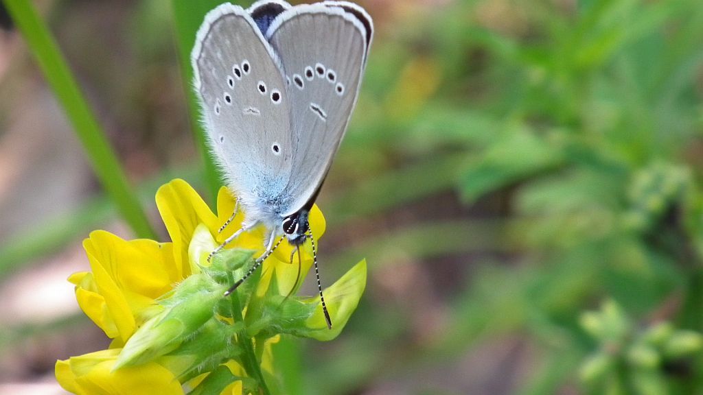 Modraszek semiargus (Polyommatus semiargus)