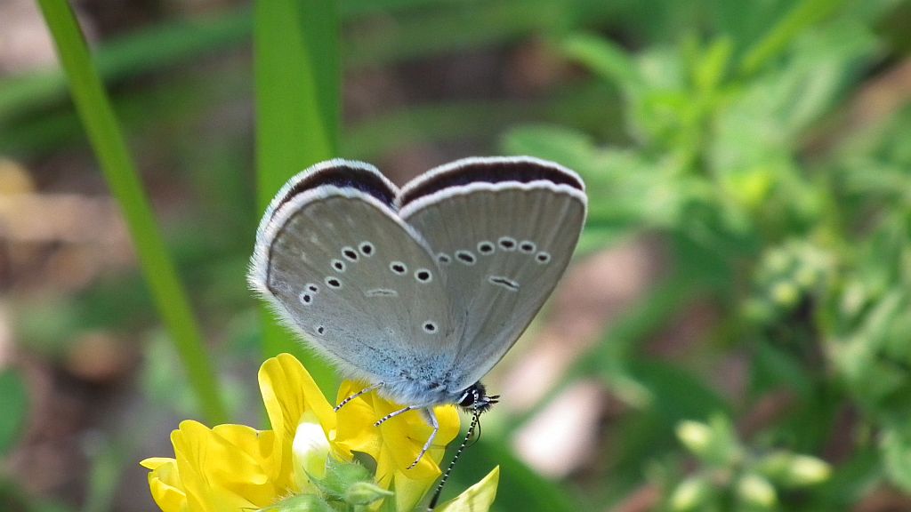Modraszek semiargus (Polyommatus semiargus)