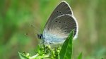 Modraszek semiargus (Polyommatus semiargus)