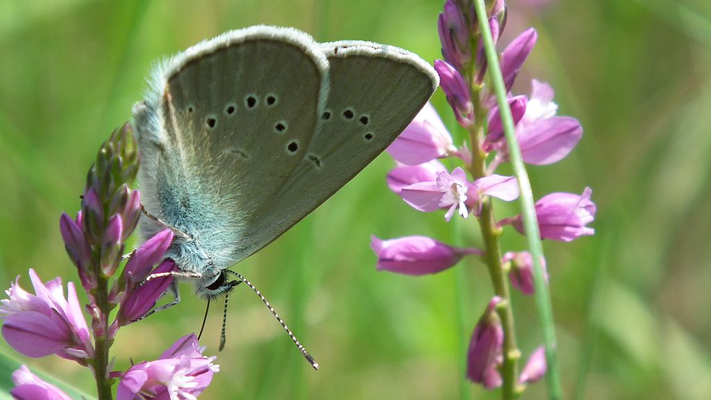 Modraszek semiargus (Polyommatus semiargus)