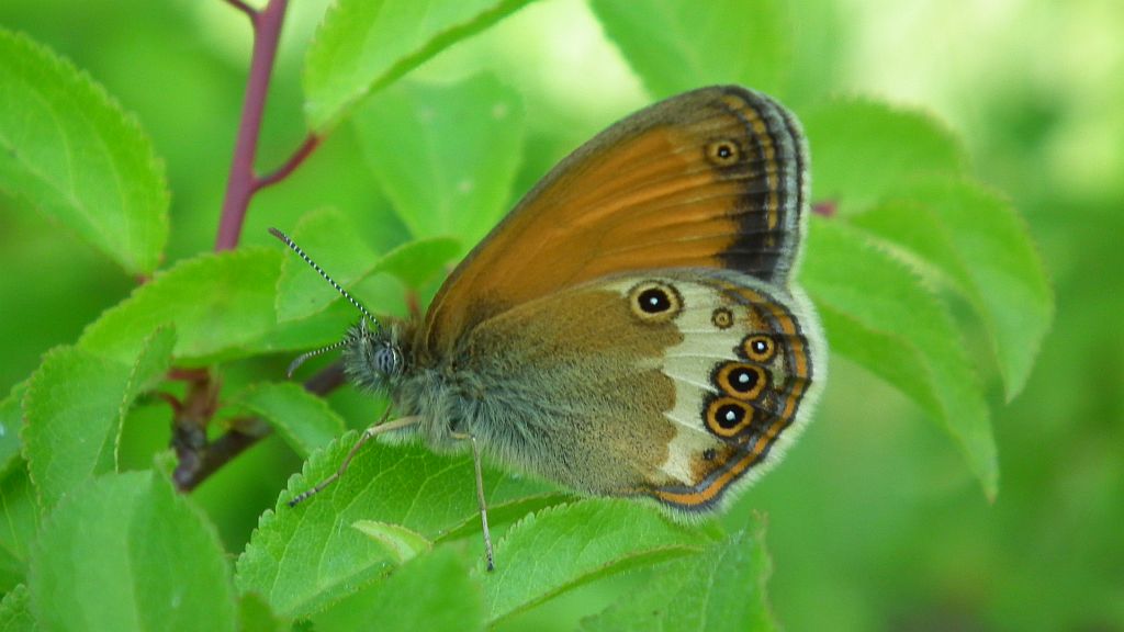 Strzępotek perełkowiec (Coenonympha arcania)