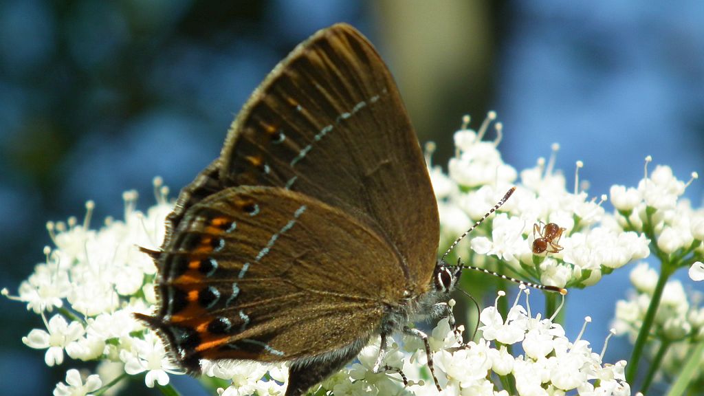 Ogończyk śliwowiec (Satyrium pruni)