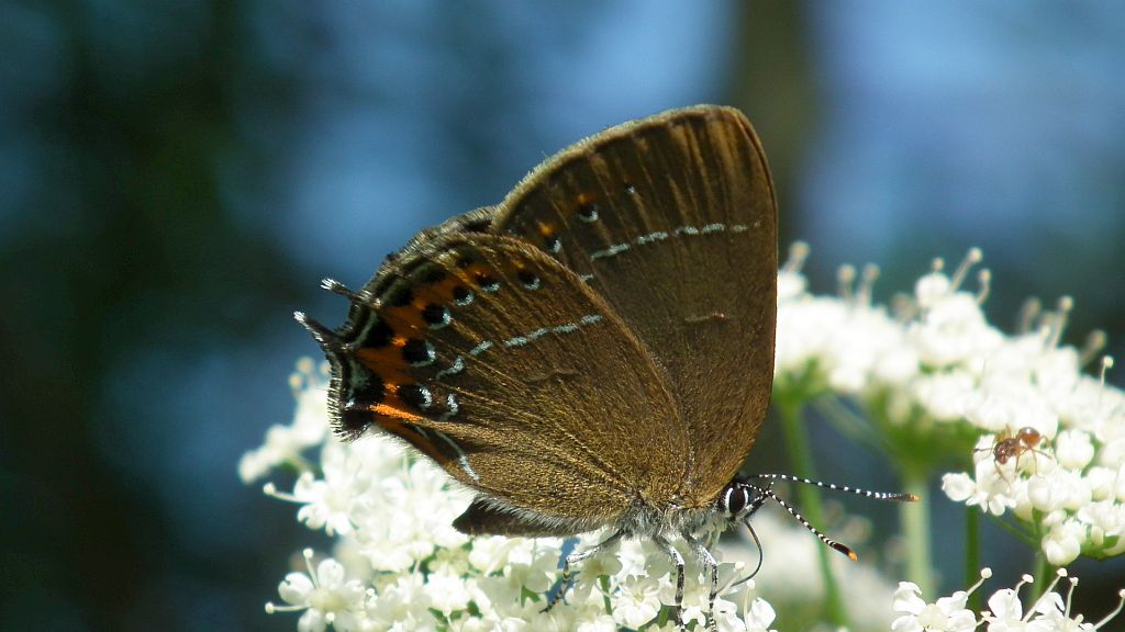 Ogończyk śliwowiec (Satyrium pruni)