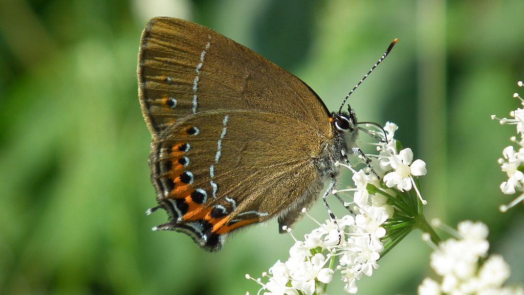 Ogończyk śliwowiec (Satyrium pruni)