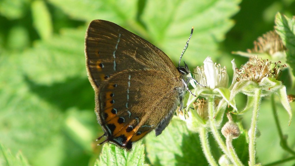 Ogończyk śliwowiec (Satyrium pruni)