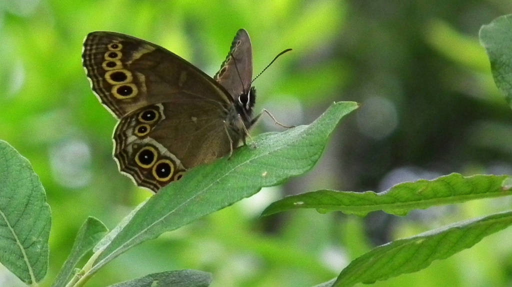 Osadnik wielkooki (Lopinga achine)