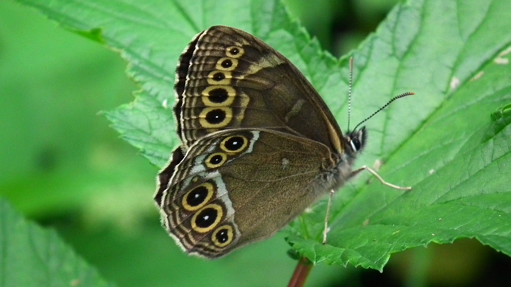 Osadnik wielkooki (Lopinga achine)