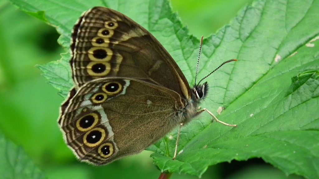 Osadnik wielkooki (Lopinga achine)