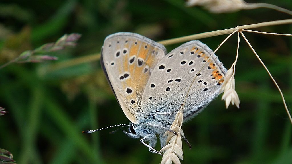 Czerwończyk płomieniec (Lycaena hippothoe)