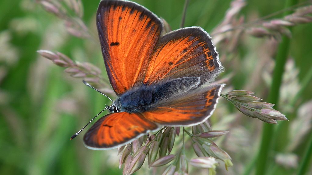 Czerwończyk płomieniec (Lycaena hippothoe)