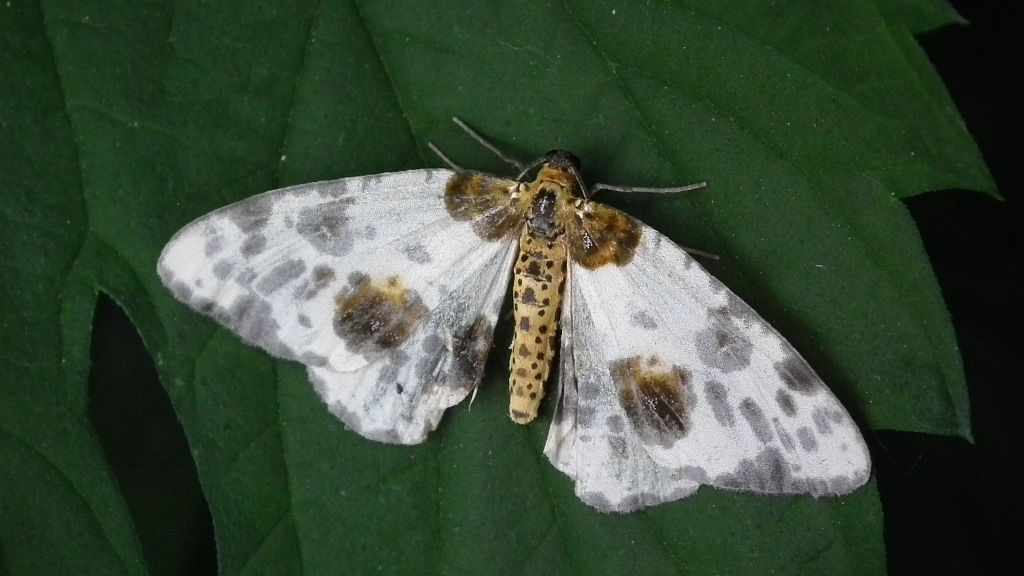 Plamiec leśniak (Calospilos sylvata)