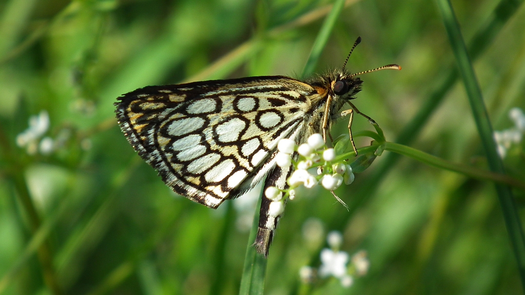 Rojnik morfeusz (Heteropterus morpheus)