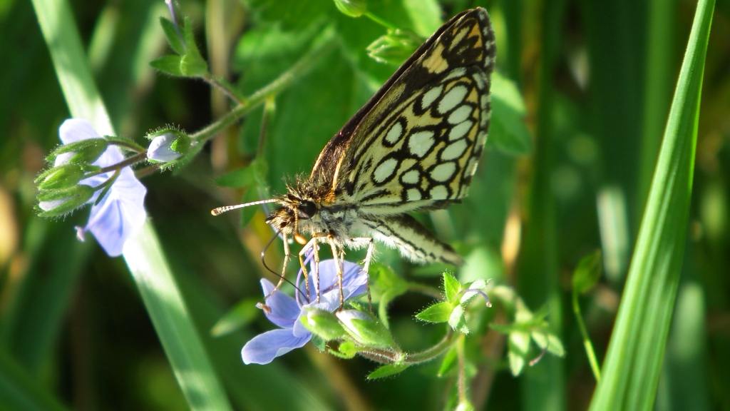 Rojnik morfeusz (Heteropterus morpheus)