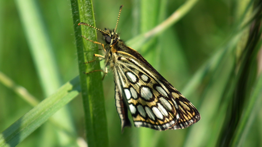 Rojnik morfeusz (Heteropterus morpheus)