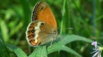 Strzępotek perełkowiec (Coenonympha arcania)
