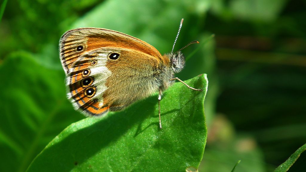 Strzępotek perełkowiec (Coenonympha arcania)