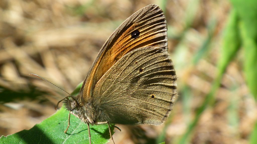 Przestrojnik jurtina (Maniola jurtina)