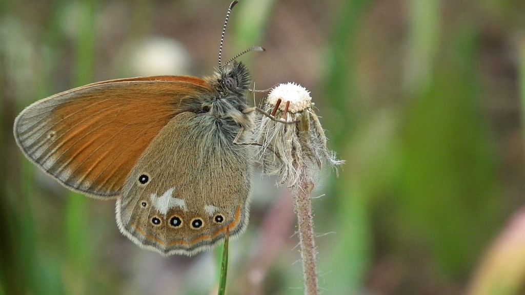 Strzępotek glicerion (Coenonympha glycerion)